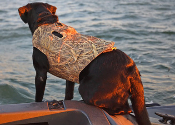 A dog in a vest on the back of a boat.