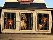 Three dogs in their cages on a bus.
