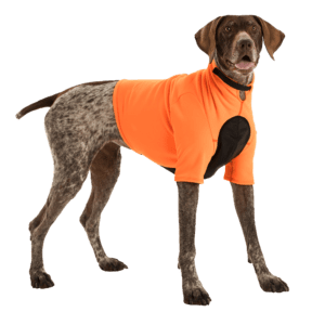 A dog wearing an orange shirt standing on top of grass.
