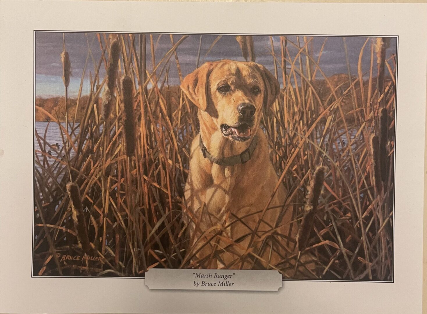 A dog sitting in the grass near some water.