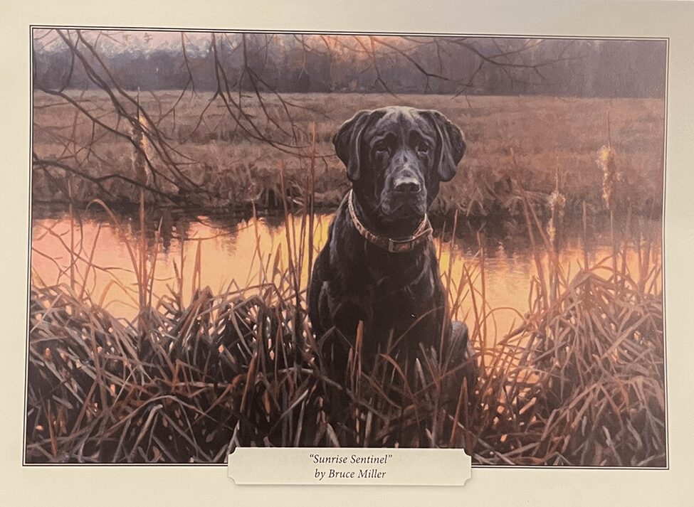 A black dog sitting in the grass near water.